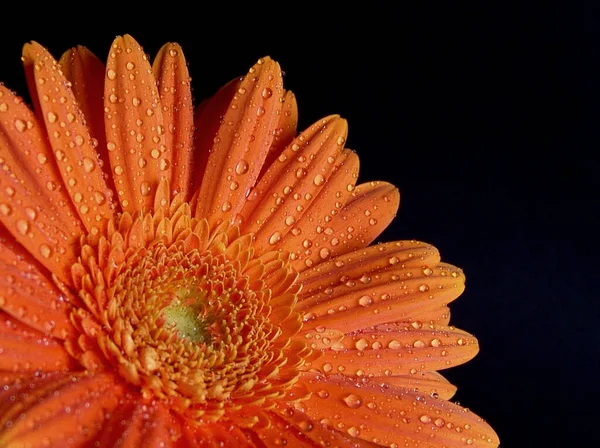 Gerbera Pétales Fleurs Flore — Photo
