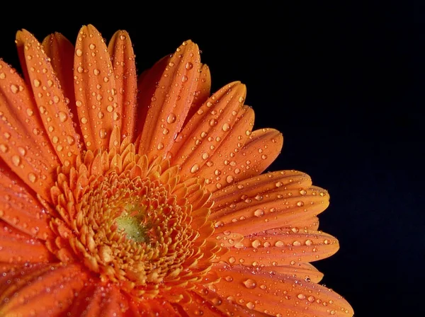 Gerbera Płatki Kwiatów Flora — Zdjęcie stockowe