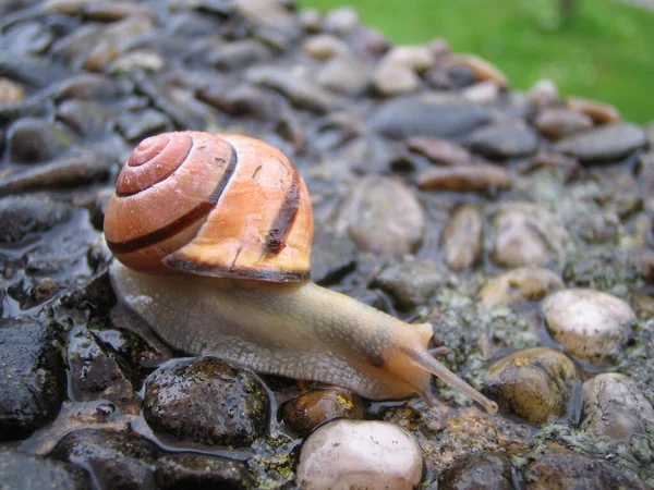 地上的蜗牛 — 图库照片