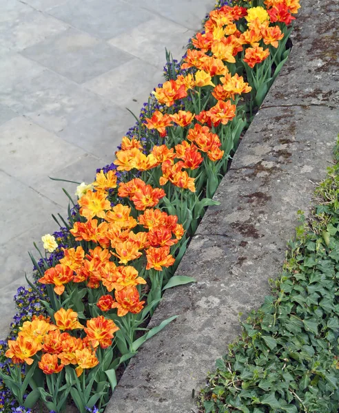 Wiosenna Flora Liście Płatki Kwiatów Tulipanów — Zdjęcie stockowe