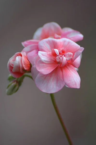 Bel Colpo Botanico Carta Parati Naturale — Foto Stock