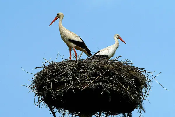 Wildlife Bird Nature Fauna Stork — Stock Photo, Image