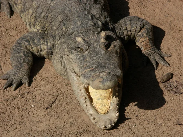 Großaufnahme Von Tier Zoo — Stockfoto