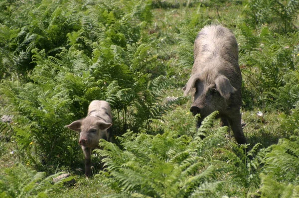 Sardische Schweine Mutter Und Kind — Stockfoto