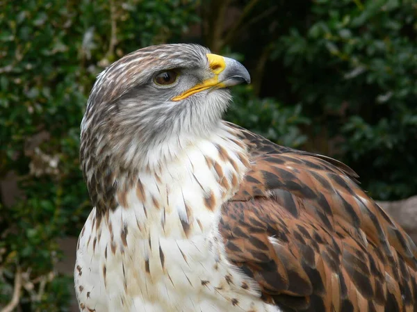 Vue Panoramique Bel Oiseau Nature — Photo