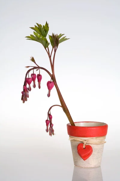 Ramo Coração Despedaçado Vaso Flores Com Corações — Fotografia de Stock