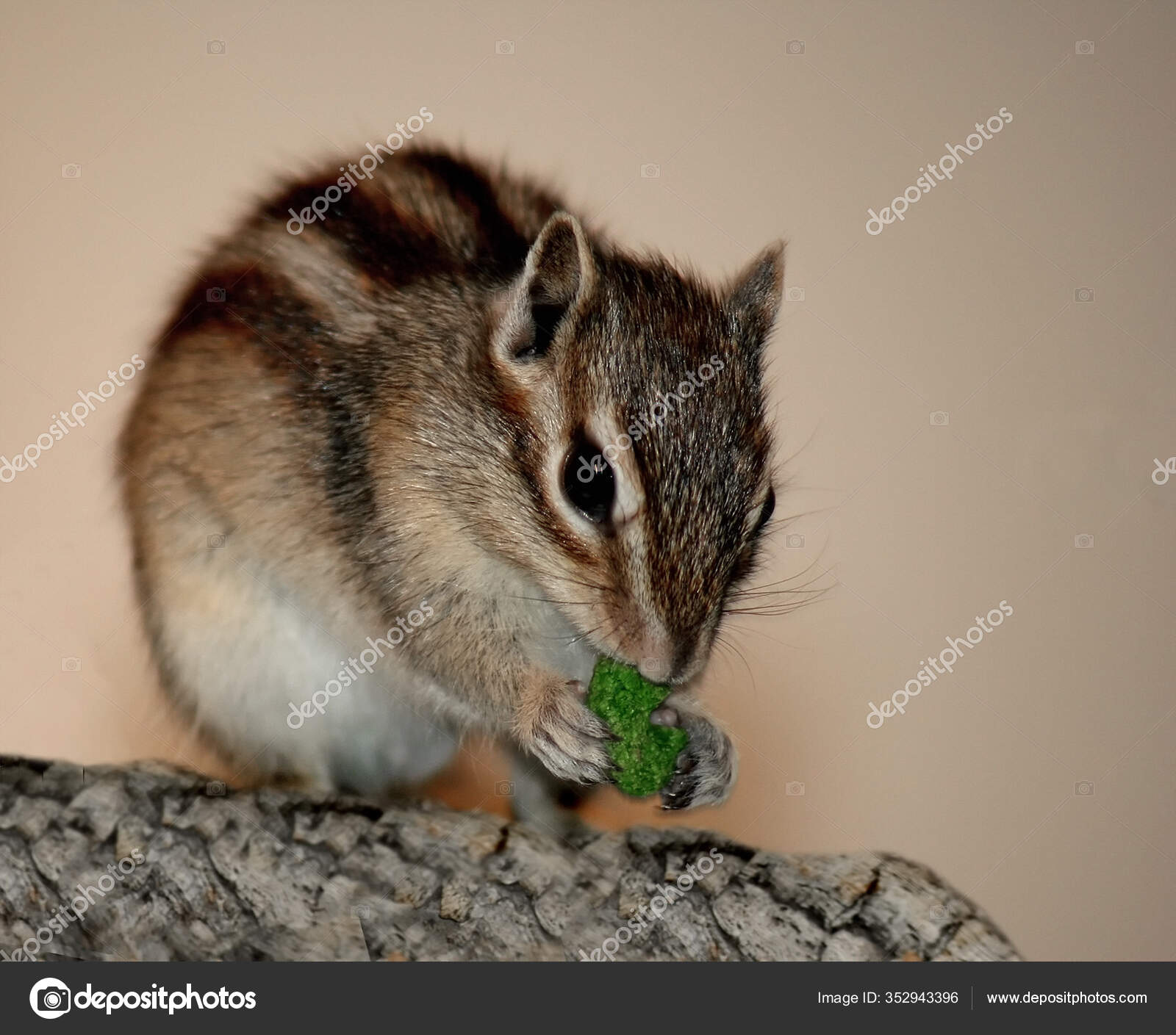 Stripete Ekorn Gnagere Orden Rodentia Derfor Også Beslektet Med Mus –  stockfoto © PantherMediaSeller #352943396, image size:1600x1409