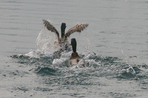 Rivalen Het Eendengevecht — Stockfoto