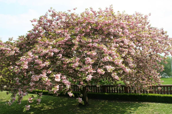 Virágzó Cseresznyefa Tavasszal — Stock Fotó