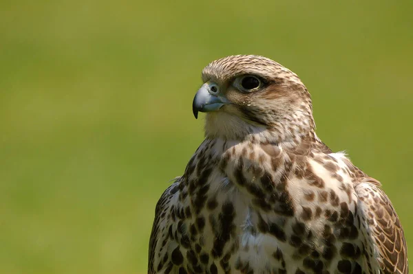 Aussichtsreiche Aussicht Auf Schöne Vögel Der Natur — Stockfoto