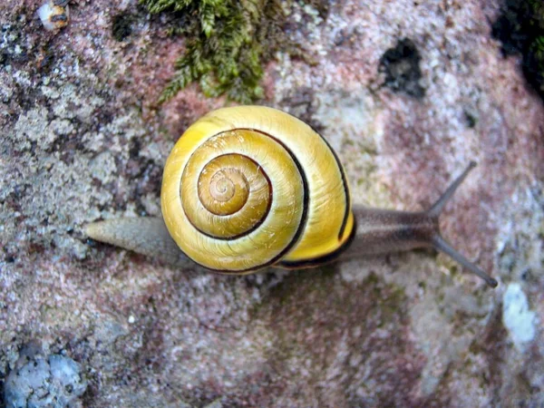 Coquille Hélice Mollusque Escargot — Photo