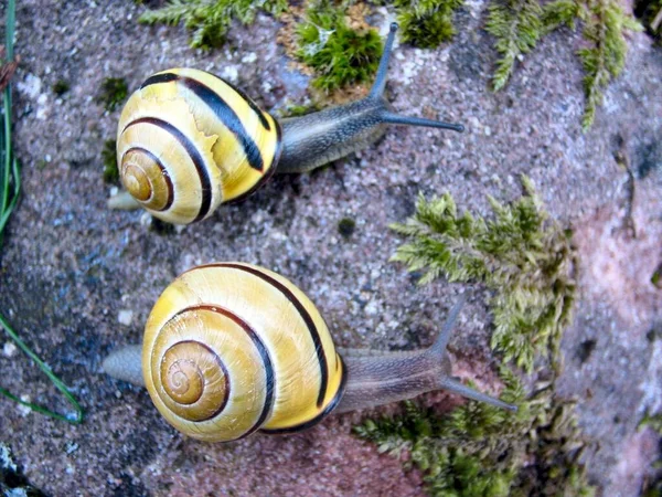 Guscio Lumaca Gusci Mollusco — Foto Stock