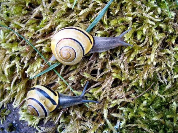 Casca Caracol Conchas Molusco — Fotografia de Stock