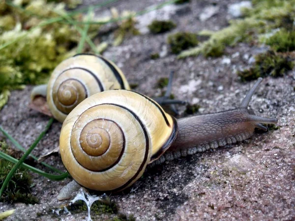 Caracol Hélice Caracol Borgonha — Fotografia de Stock