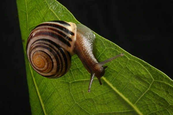 Snail Crawls Downhill Dutch Caravans Mountains — Stock Photo, Image