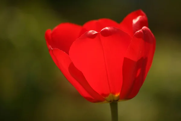Tulipa Jardim Vermelho Fundo Luz — Fotografia de Stock