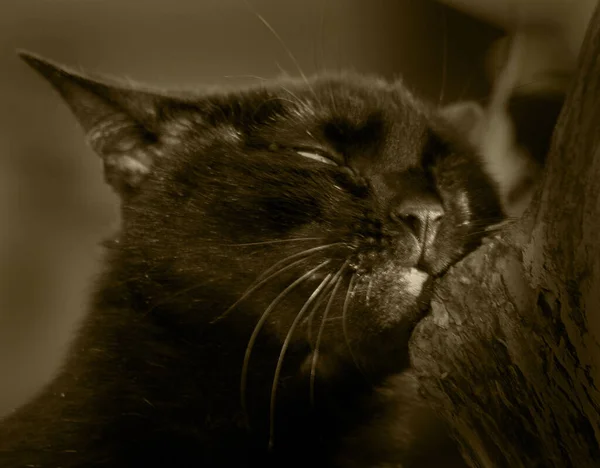 Retrato Gato Bonito — Fotografia de Stock