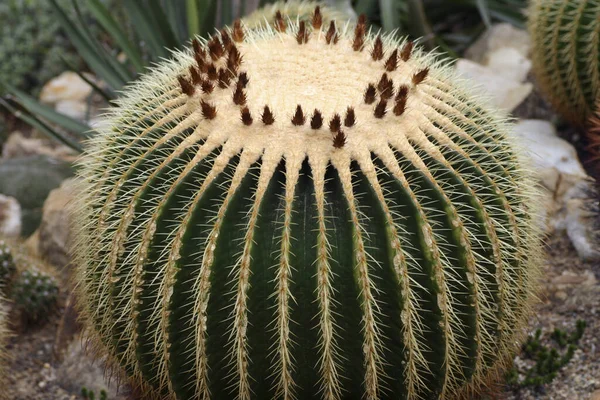 Plante Tropicale Flore Cactus Botanique — Photo