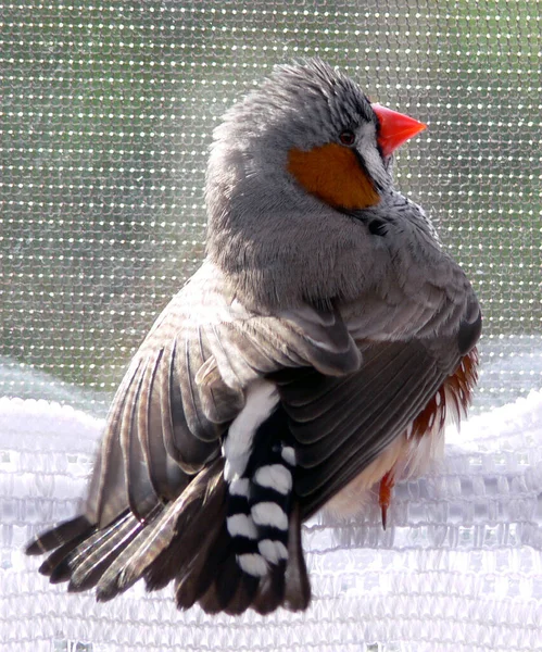 Schilderachtig Uitzicht Van Mooie Schattige Vink Vogel — Stockfoto