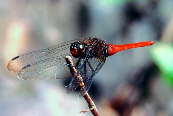 Ricarica Suggerimento Skally Punto Rosso Diminuito Sullo Sfondo — Foto Stock