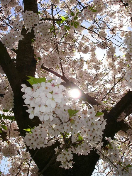 Fiore Ciliegio Fiori Primavera — Foto Stock