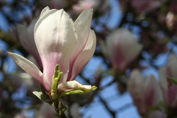 Piękne Botaniczne Ujęcie Naturalna Tapeta — Zdjęcie stockowe