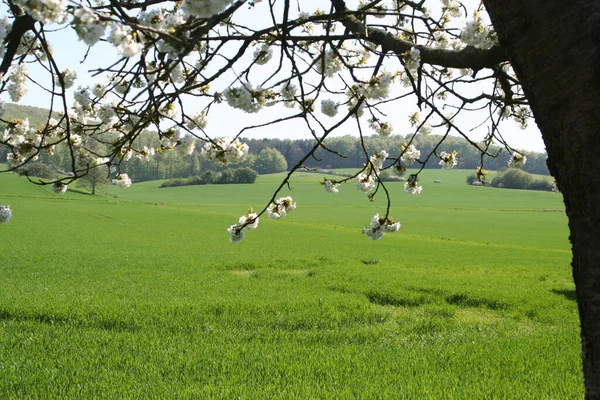 Kirschbaumblüte Blumen Frühling — Stockfoto