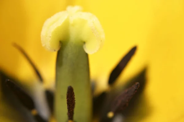 Fiore Dall Interno — Foto Stock