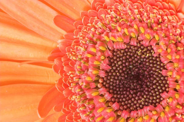 Цветочные Лепестки Герберы Флора — стоковое фото