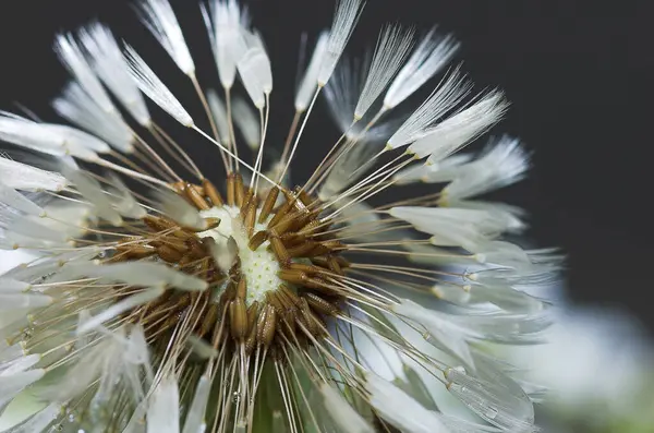 Dandelion Field Wild Blowball Flower — Stock Photo, Image