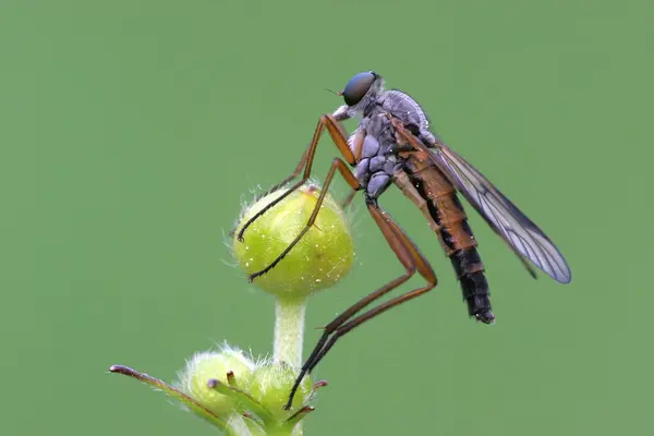 野生の自然界での虫の接近 — ストック写真