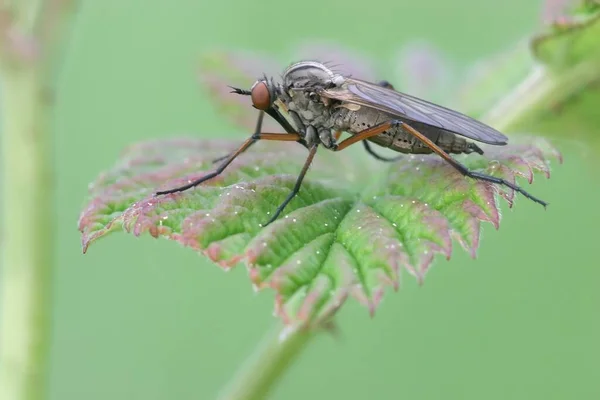 Närbild Insekter Vild Natur — Stockfoto