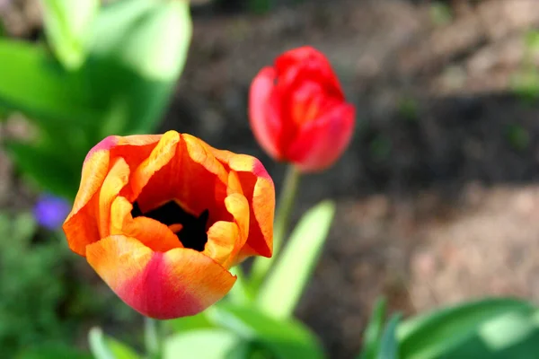 Wiosenna Flora Liście Płatki Kwiatów Tulipanów — Zdjęcie stockowe