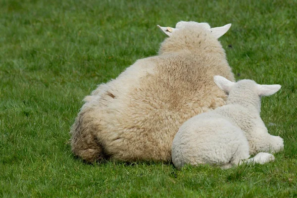 Owce Jagnięta Hallig Hooge Niemcy — Zdjęcie stockowe