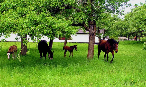 昼間は屋外の馬 — ストック写真