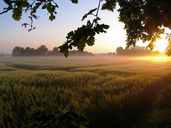 Orge Agriculture Orge Plantes Plein Champ — Photo