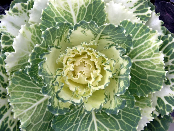 Ornamental Cabbage Plant Leaves — Stock Photo, Image