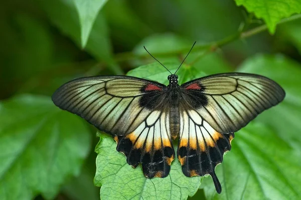 이국적 나비가 Luisenpark Mannheim 것입니다 — 스톡 사진