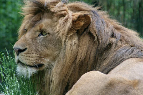Predator Animal Lion Wildlife — Stock Photo, Image