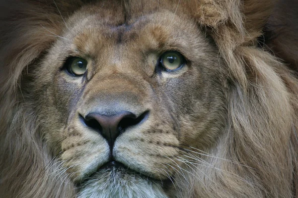 Κλείσιμο Ενός Λιονταριού — Φωτογραφία Αρχείου