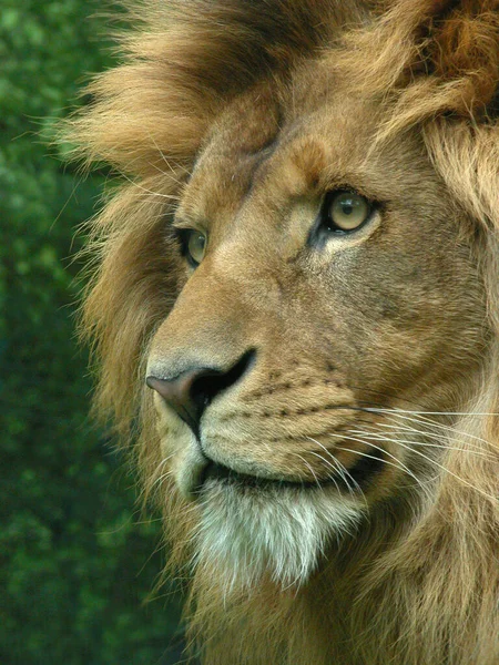 Depredador Animal León Vida Silvestre — Foto de Stock