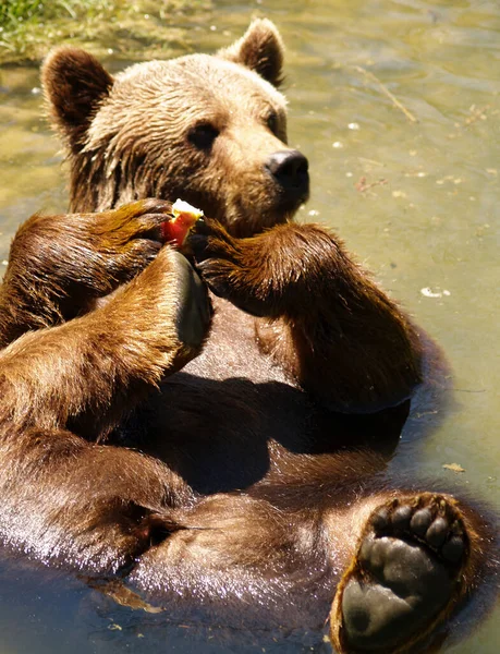 Medvěd Hnědý Vodě — Stock fotografie