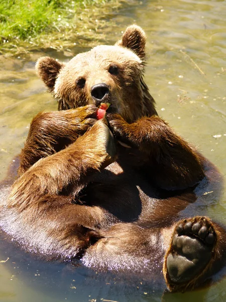 Medvěd Vodě — Stock fotografie