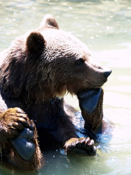 Ein Grizzlybär Wasser — Stockfoto