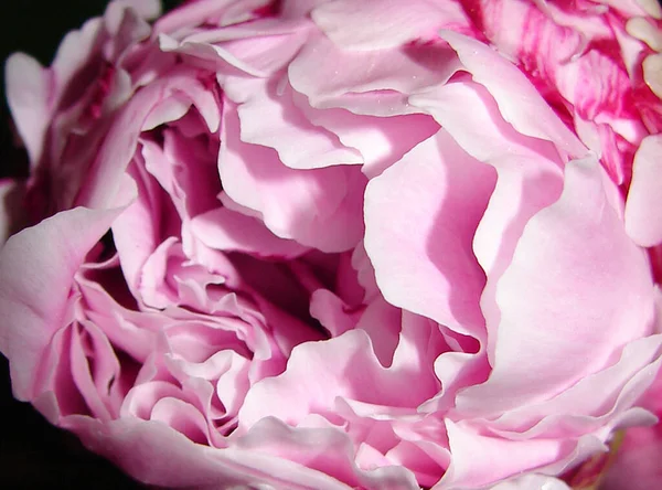 Pion Blomma Kronblad Flora — Stockfoto
