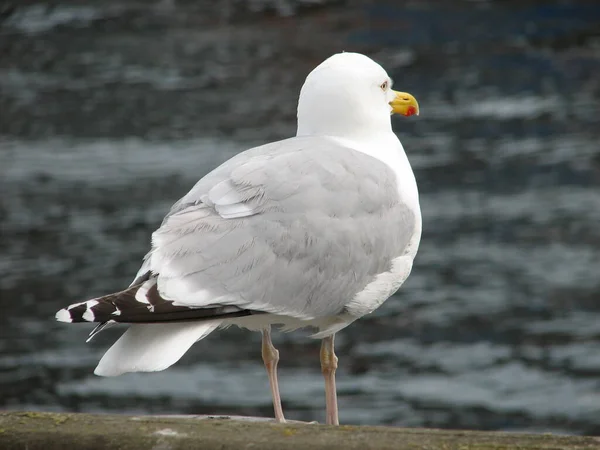 Aussichtsreiche Aussicht Auf Schöne Vögel Der Natur — Stockfoto