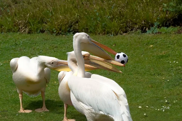 Observación Aves Lindo Pájaro Naturaleza Salvaje — Foto de Stock