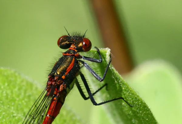 Close Van Een Insect Wilde Natuur — Stockfoto