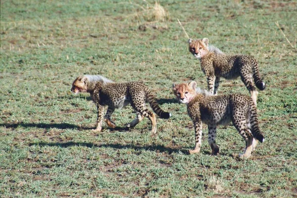 Vacker Gepard Stor Katt Savannah Vilda Djur — Stockfoto