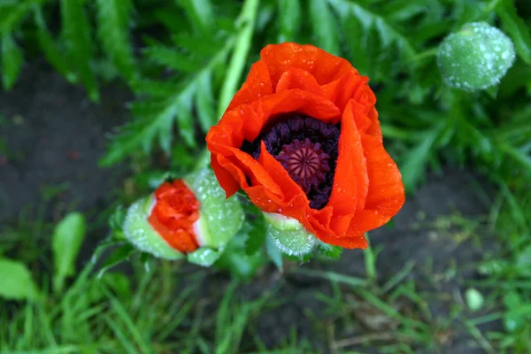 Flor Aumento — Foto de Stock